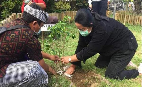 Penanaman pohon pucuk bang serangkaian Bulan Bakti Bung Karno, di Desa Awan Kintamani
